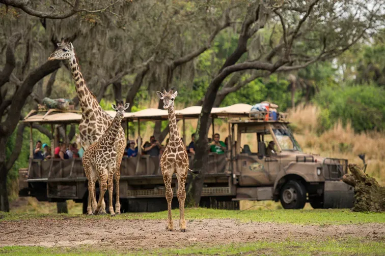 Kilimanjaro Safaris ; Courtesy Disney