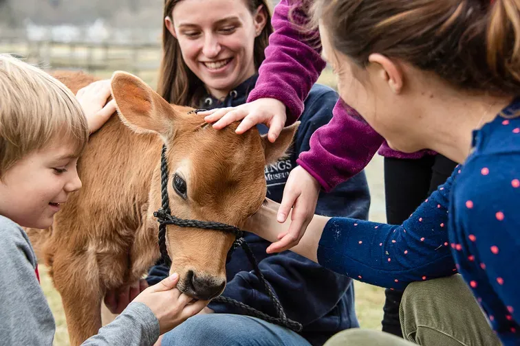 Billings Farm & Museum calf with kids; Courtesy Billings Farm & Museum
