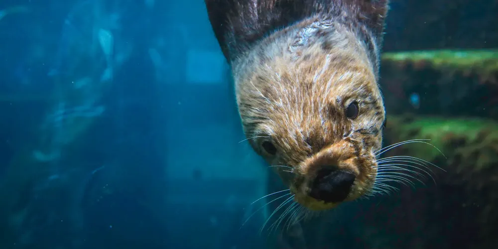 Monterey Bay Aquarium; Courtesy of Knmata/Shutterstock