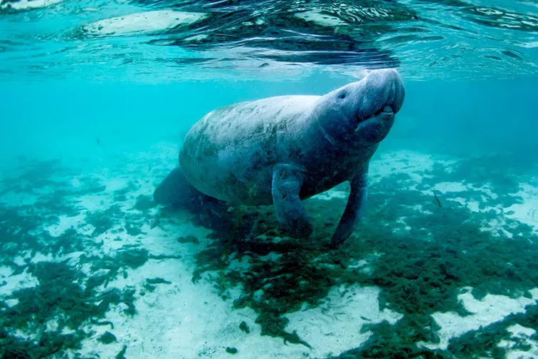 manitee in Crystal River, Florida; Courtesy of Eric Carlander/Shutterstock