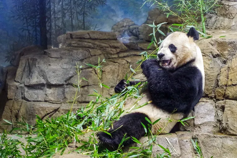 Washington, D.C. National Zoo; Courtesy of Washington.org