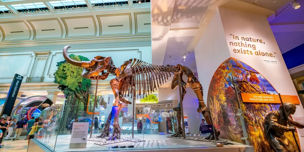 The National Museum of Natural History is a natural history museum administered by the Smithsonian Institution, located on the National Mall.