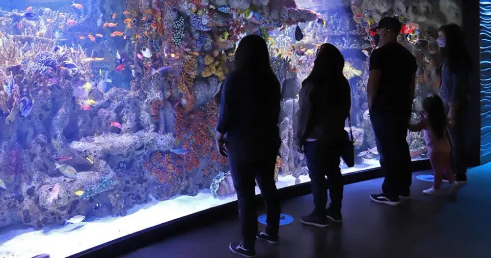 Silhouette of family looking at fish tank at the New England Aquarium