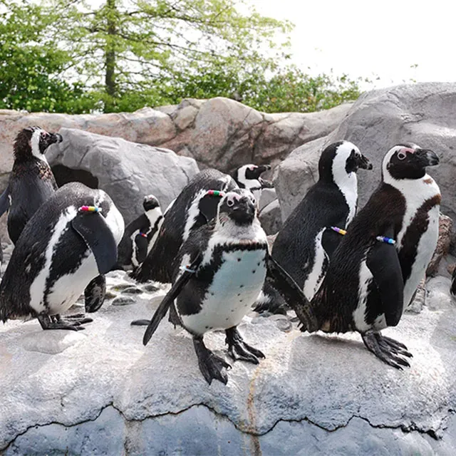 Penguins at Mystic Aquarium