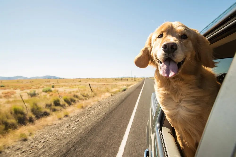 Dog with head hanging out the car window