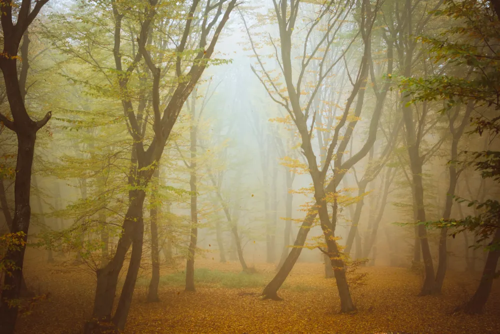Autumn fog through the Hoia-Baciu haunted forest