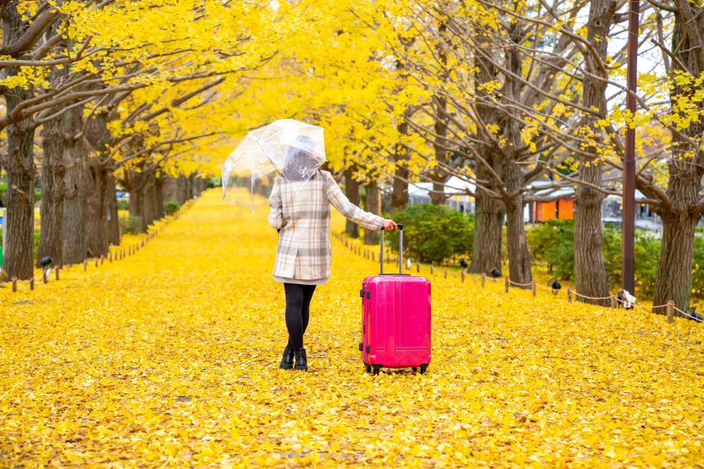 woman tourist walking with pink luggage in Fall leaves
