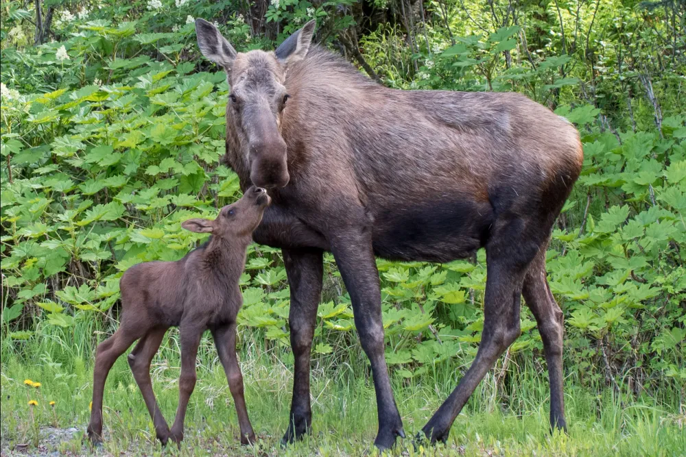 Moose and its calf