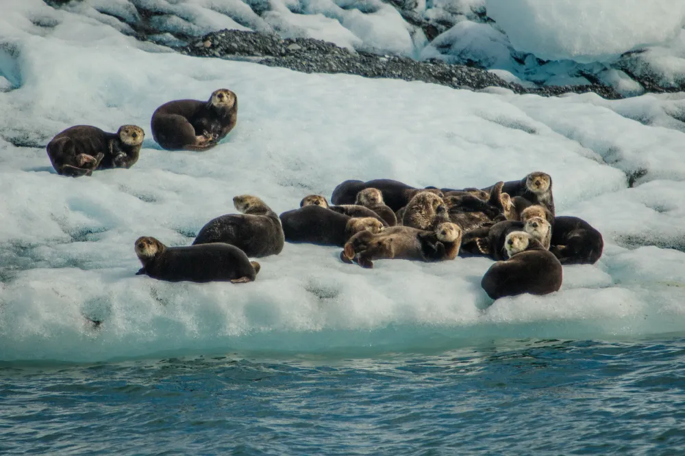 Sea otters resting on ice floe in Prince William Sound, Alaska