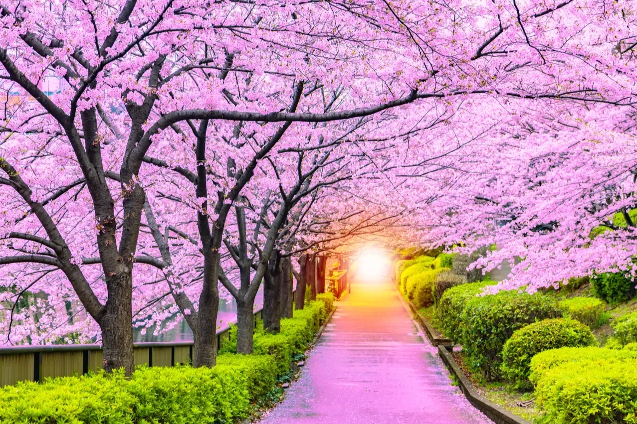 Sakura Tree Making Japan Cherry Blossom 2027: 10-Day Itinerary & Booking Plan
