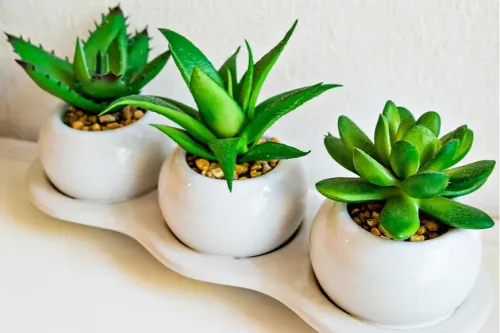 7 Hardy Indoor Plants That Are Perfect for Travelers | SmarterTravel
